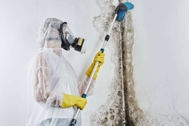 Why You Should Choose Our Mold Remediation Services in Irwindale, CA